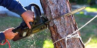 How Our Tree Care Process Works  in  Shepherd, TX