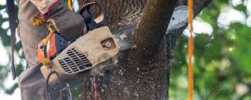 Best Tree Removal  in Shepherd, TX