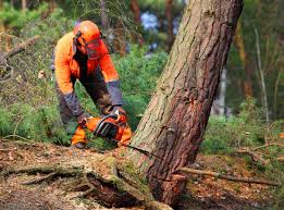 Best Tree Trimming and Pruning  in Shepherd, TX