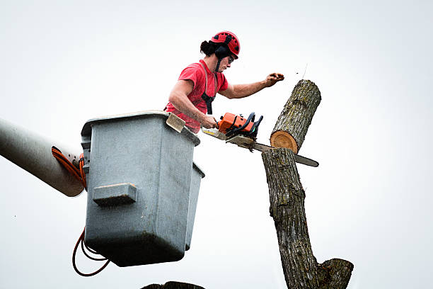 Best Root Management and Removal  in Shepherd, TX