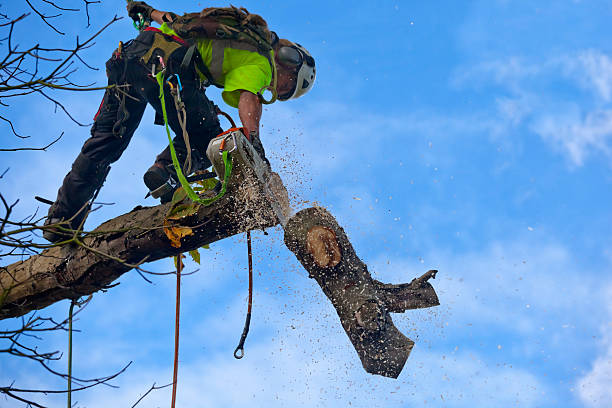 Professional Tree Care in Shepherd, TX